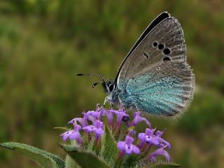 Karag�z Mavisi&nbsp;(Glaucopsyche&nbsp;alexis)