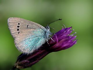 Karagz Mavisi (Glaucopsyche alexis)