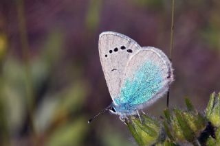 Karagz Mavisi (Glaucopsyche alexis)