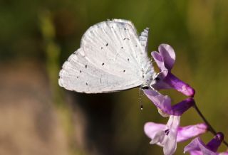 Kutsal Mavi (Celastrina argiolus)