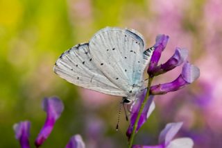 Kutsal Mavi (Celastrina argiolus)