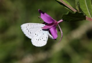 Kutsal Mavi (Celastrina argiolus)