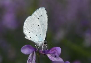 Kutsal Mavi (Celastrina argiolus)