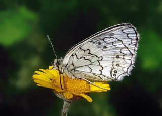 Anadolu Melikesi (Melanargia larissa)