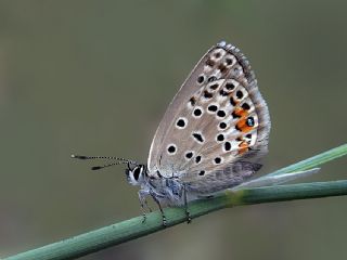 okgzl Gm Mavi (Albulina loewii)