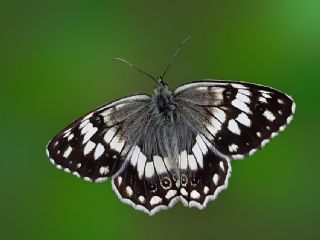 Anadolu Melikesi (Melanargia larissa)