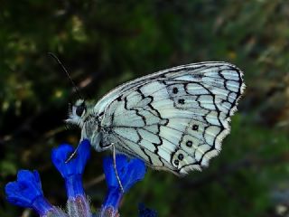 Anadolu Melikesi (Melanargia larissa)