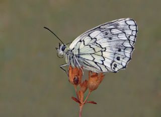 Anadolu Melikesi (Melanargia larissa)