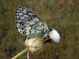 Anadolu Melikesi (Melanargia larissa)