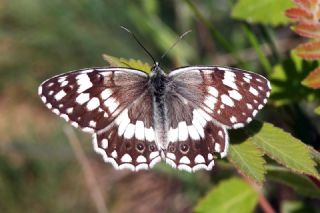 Anadolu Melikesi (Melanargia larissa)