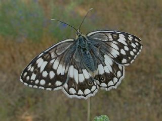 Anadolu Melikesi (Melanargia larissa)