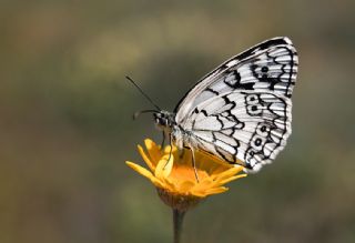 Anadolu Melikesi (Melanargia larissa)