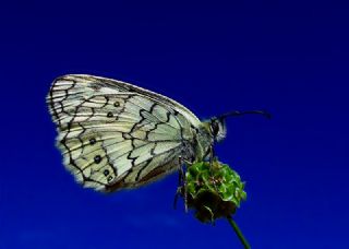 Anadolu Melikesi (Melanargia larissa)