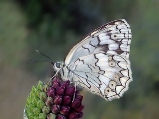 Anadolu Melikesi (Melanargia larissa)