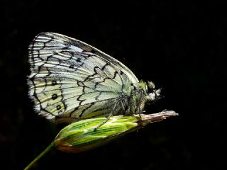 Anadolu Melikesi (Melanargia larissa)