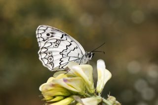 Anadolu Melikesi (Melanargia larissa)