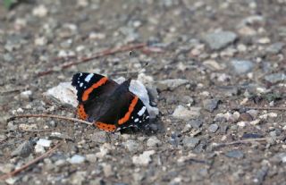 Atalanta (Vanessa atalanta)