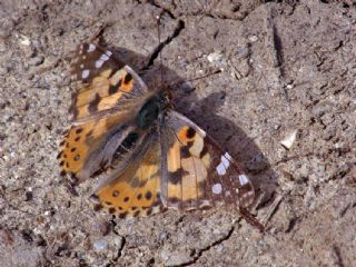 Diken Kelebei (Vanessa cardui)
