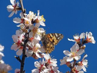Diken Kelebei (Vanessa cardui)