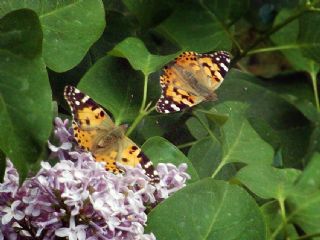 Diken Kelebei (Vanessa cardui)