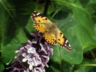 Diken Kelebei (Vanessa cardui)
