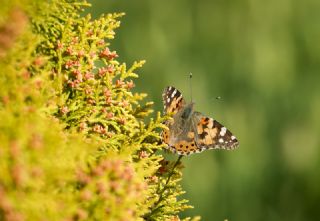 Diken Kelebei (Vanessa cardui)