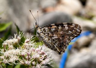 Diken Kelebei (Vanessa cardui)