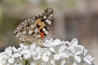 Diken Kelebei (Vanessa cardui)