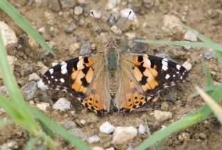 Diken Kelebei (Vanessa cardui)