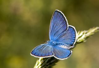 okgzl Gm Mavi (Albulina loewii)