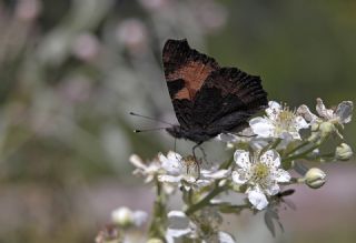 Aglais (Aglais urticae)