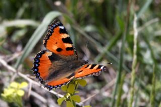 Aglais (Aglais urticae)