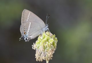 Gzel Sevbeni (Satyrium spini)