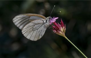 Al Beyaz (Aporia crataegi)