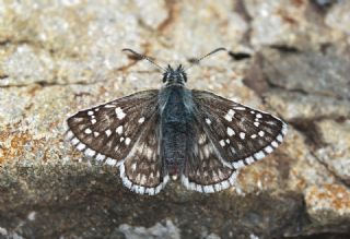 Sarbandl Zpzp (Pyrgus sidae)