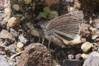Kara Z�pz�p&nbsp;(Erynnis&nbsp;marloyi)