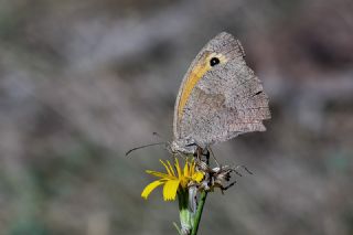Kk Esmerperi (Hyponephele lycaon)