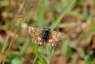 Kzl Zpzp (Spialia orbifer)