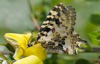 Orman Fistosu (Zerynthia cerisyi)