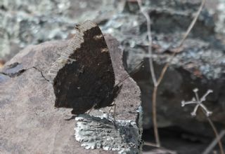 Sar Bandl Kadife (Inachis antiopa)