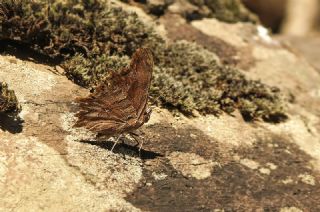 Anadolu Y�rt�kp�rt���&nbsp;(Inachis&nbsp;egea)