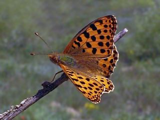 spanyol Kraliesi (Issoria lathonia)