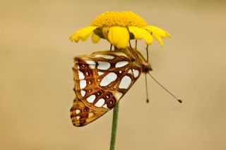 spanyol Kraliesi (Issoria lathonia)