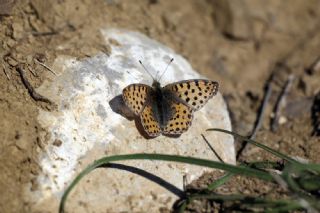 spanyol Kraliesi (Issoria lathonia)