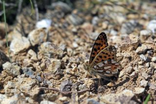 �spanyol Krali�esi&nbsp;(Issoria&nbsp;lathonia)