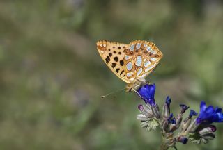 spanyol Kraliesi (Issoria lathonia)