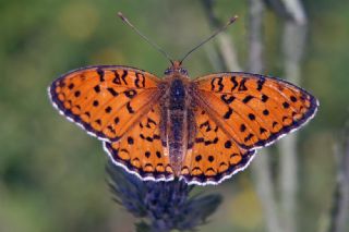 Niyobe (Fabriciana niobe)