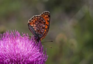 Niyobe (Fabriciana niobe)