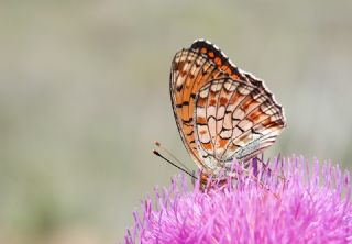 Niyobe (Fabriciana niobe)