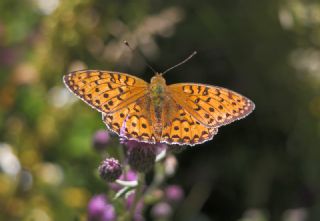 Gzel nci (Argynnis aglaja)